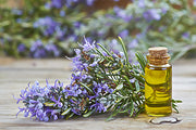 Rosemary Herbs