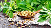 Fenugreek Herbs